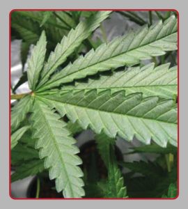 ELS_CoverOld_Marijuana-Awareness-